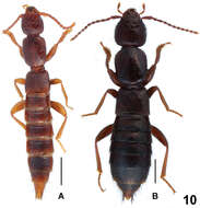 Image of Lathrobium agglutinatum Assing & Zhong Peng 2013