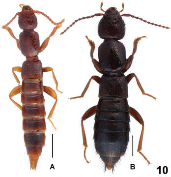 Image of Lathrobium agglutinatum Assing & Zhong Peng 2013