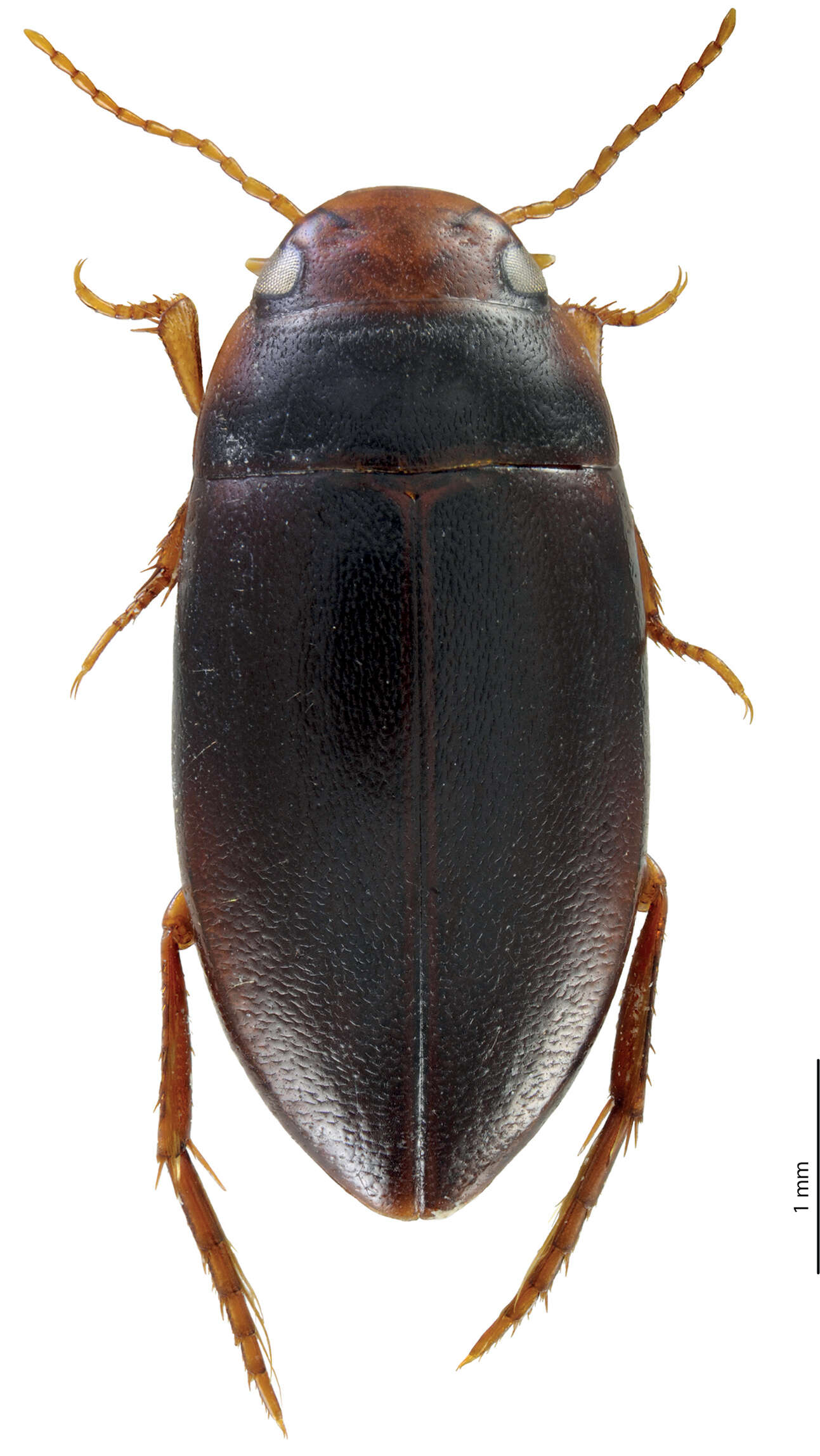 Image of Exocelina