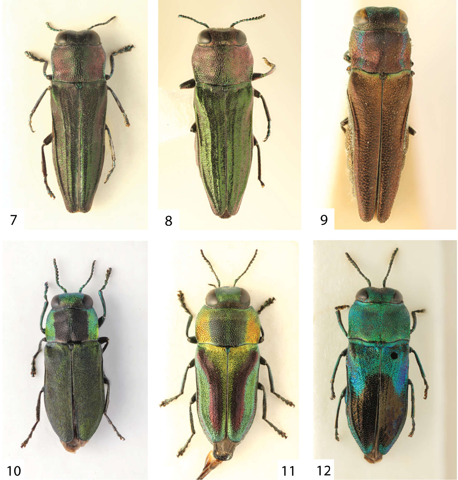 Image of Agrilaxia subgen. Costiptera Bílý 2013