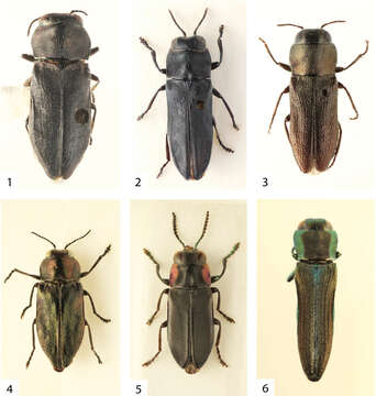 Image de Agrilaxia