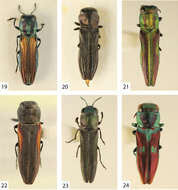 Image of Agrilaxia