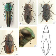 Image of Tetragonoschema subgen. Patagoschema Bílý 2012