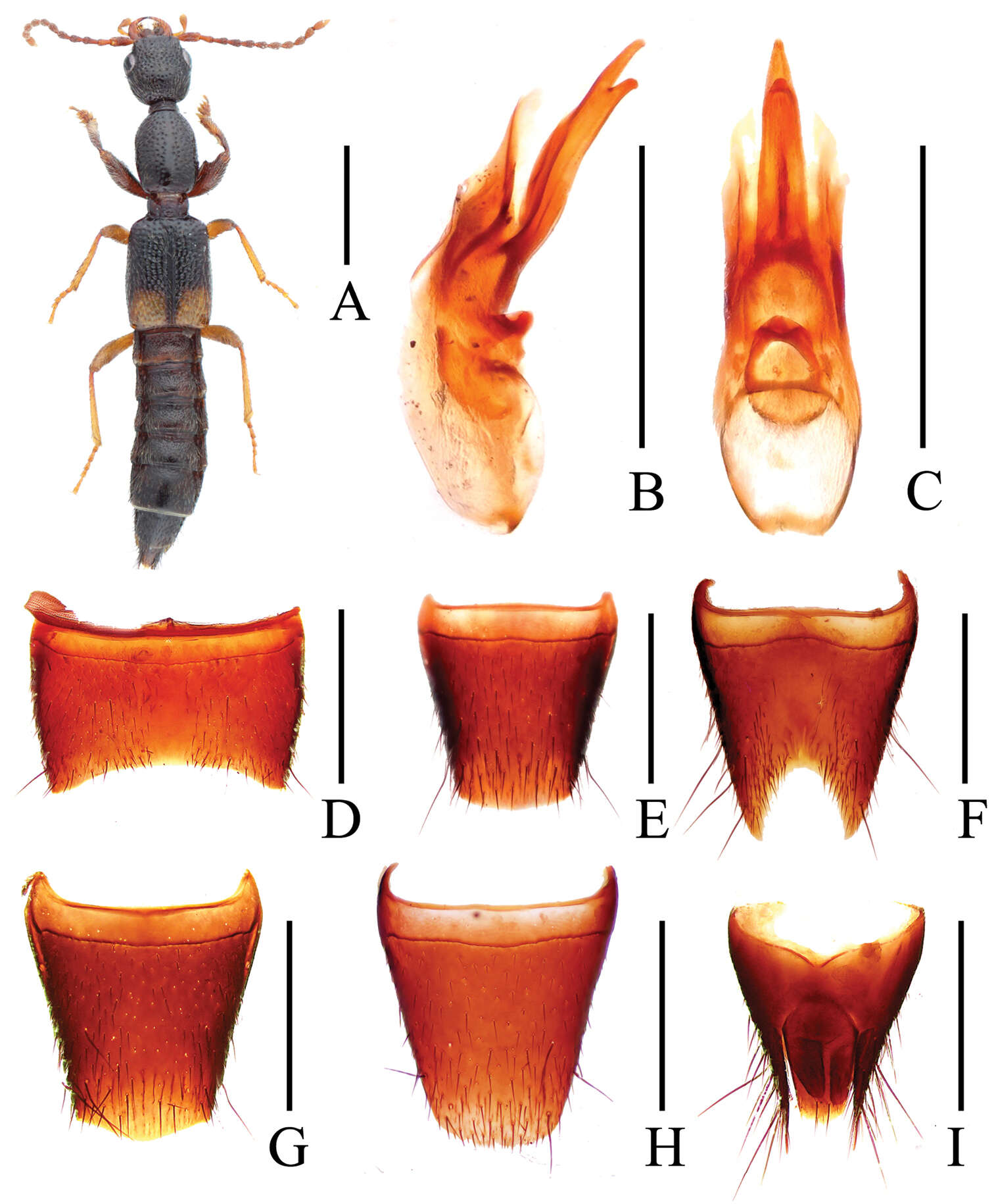 Image of Lobrathium diaoluoense Li, Wen-Rong & Li-Zhen Li 2013