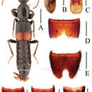 Image of Lobrathium dufui Li, Wen-Rong & Li-Zhen Li 2013