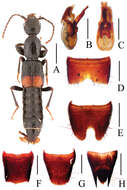 Image of Lobrathium dufui Li, Wen-Rong & Li-Zhen Li 2013