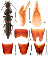 Image of Lobrathium (Lobrathium) hebeatum Zheng & Fa-Ke 1988