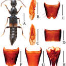 Image of Lobrathium (Lobrathium) hongkongense (Bernhauer 1931)