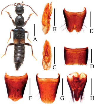 Image of Lobrathium (Lobrathium) hongkongense (Bernhauer 1931)