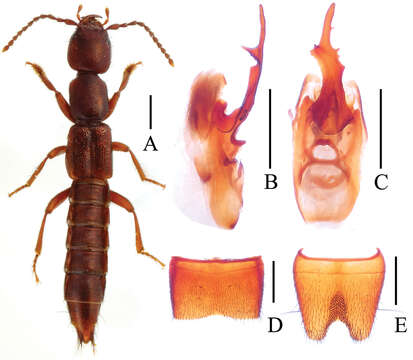 Image of Lobrathium lirunyui Li, Wen-Rong & Li-Zhen Li 2013