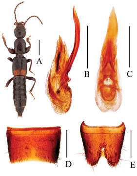 Image of Lobrathium quyuani Li, Wen-Rong & Li-Zhen Li 2013