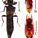 Sivun Lobrathium taureum Assing 2012 kuva