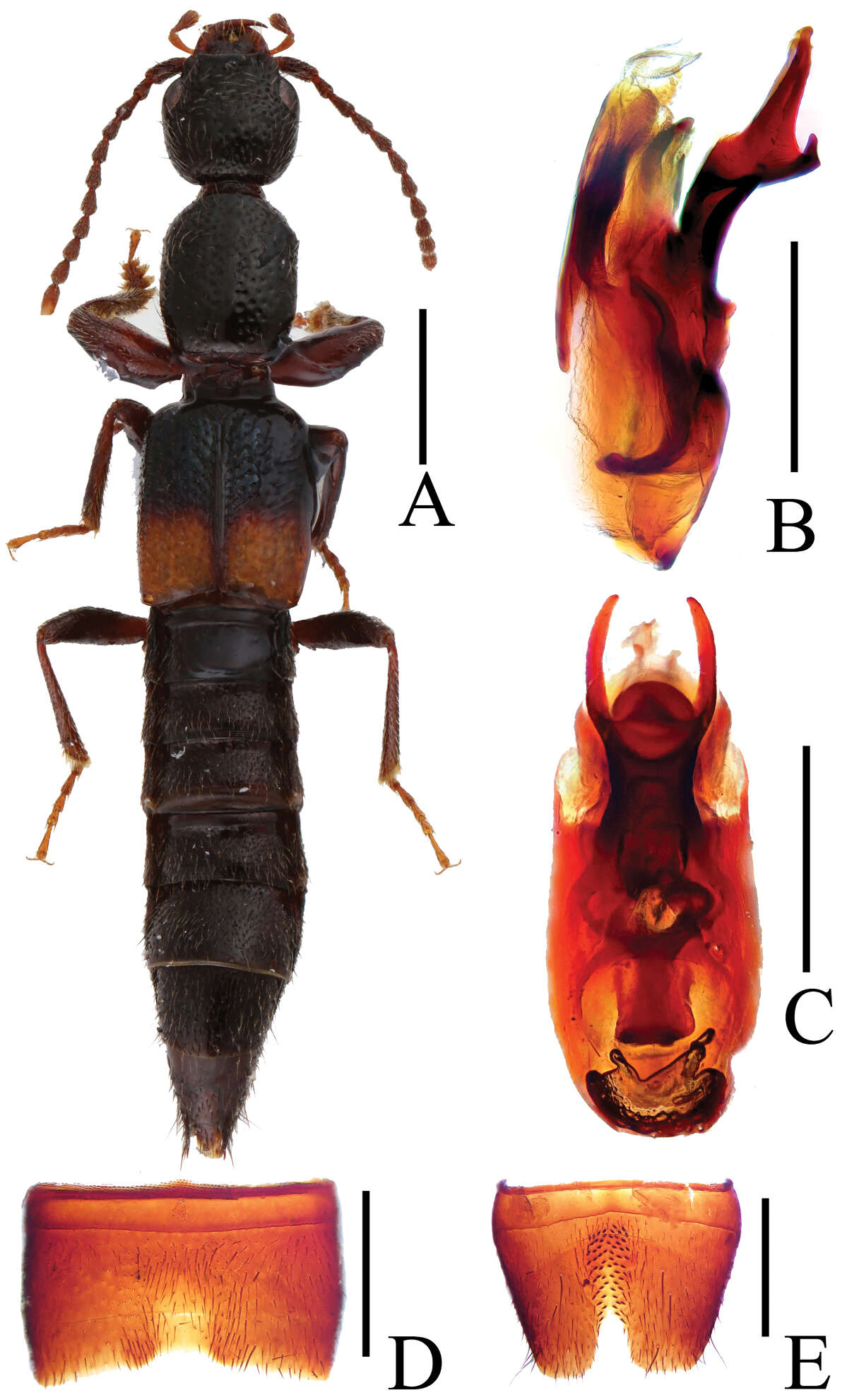 Image of Lobrathium taureum Assing 2012