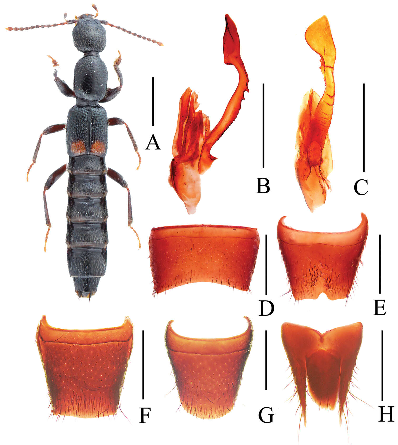 Sivun Lobrathium (Lobrathium) tortile Zheng & Fa-Ke 1988 kuva