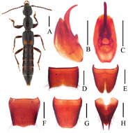 Image of Lobrathium tortuosum Li, Xiao-Yan, Solodovinikov & Hong-Zhang Zhou 2013