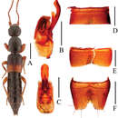 Image of Lobrathium uncinatum Li, Wen-Rong & Li-Zhen Li 2013