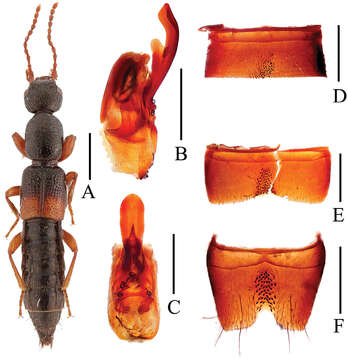 Image of Lobrathium uncinatum Li, Wen-Rong & Li-Zhen Li 2013