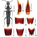 Image of Lobrathium ablectum Assing 2012