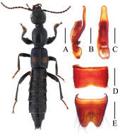 Image of Lobrathium anatinum Li, Wen-Rong & Li-Zhen Li 2013