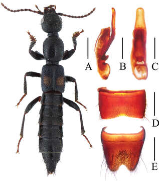 Image of Lobrathium anatinum Li, Wen-Rong & Li-Zhen Li 2013