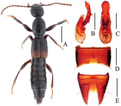 Image of Lobrathium bispinosum Assing 2012