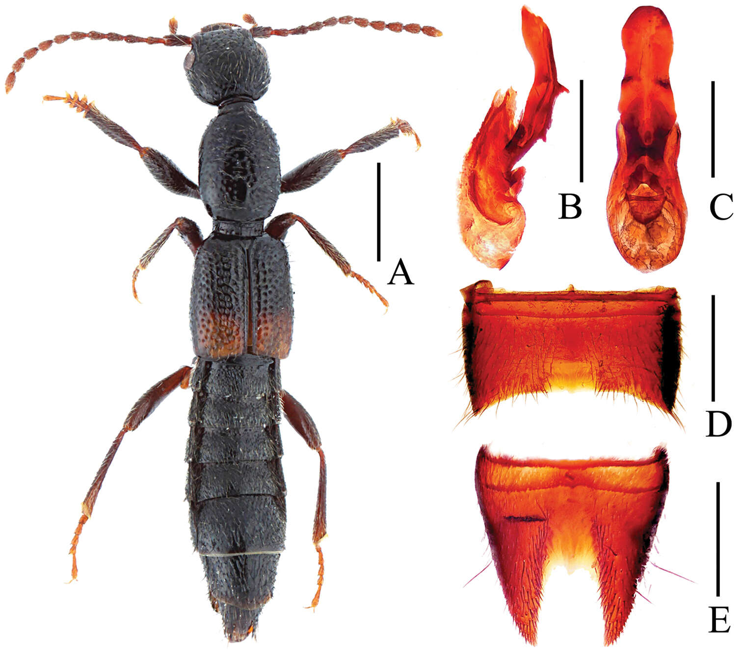 Image of Lobrathium bispinosum Assing 2012