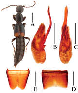 Image of Lobrathium configens Assing 2012