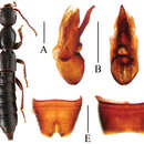 Sivun Lobrathium daxuense Assing 2012 kuva