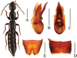 Image of Lobrathium daxuense Assing 2012