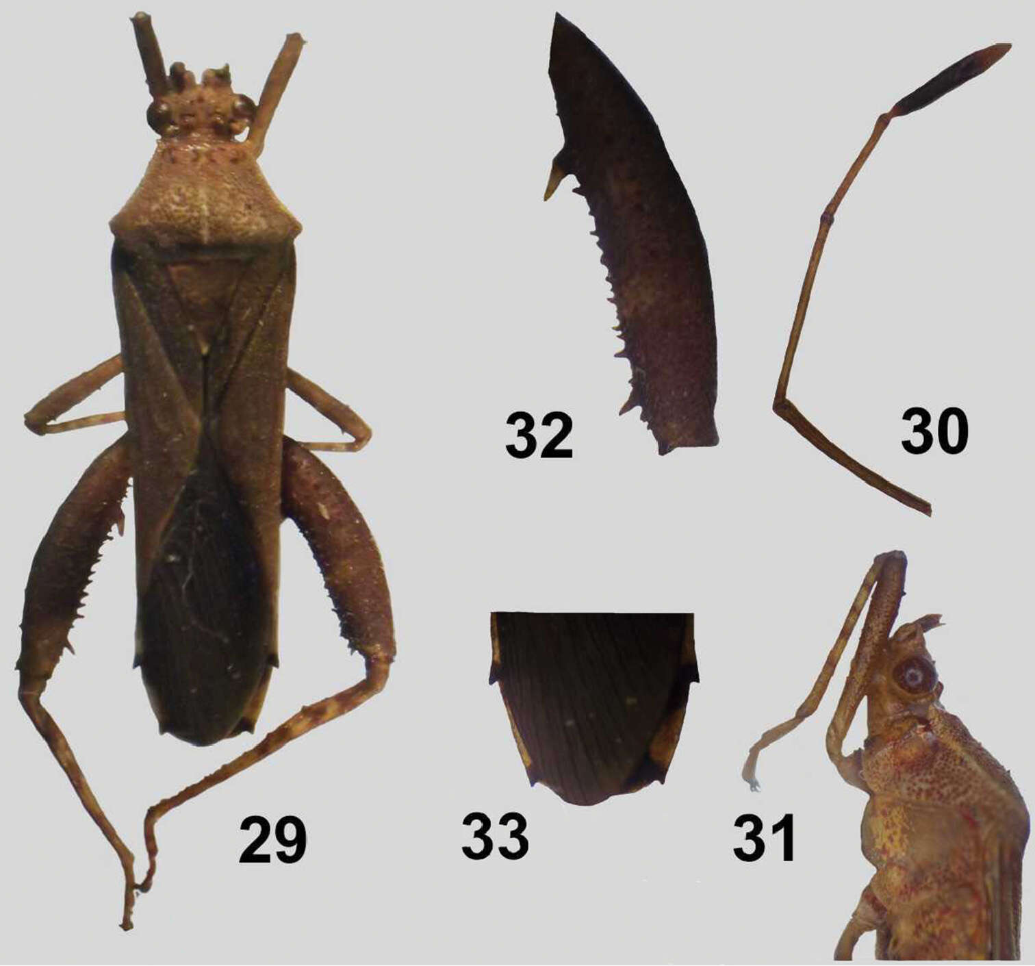 Image of Zoreva dentipes (Fabricius 1803)