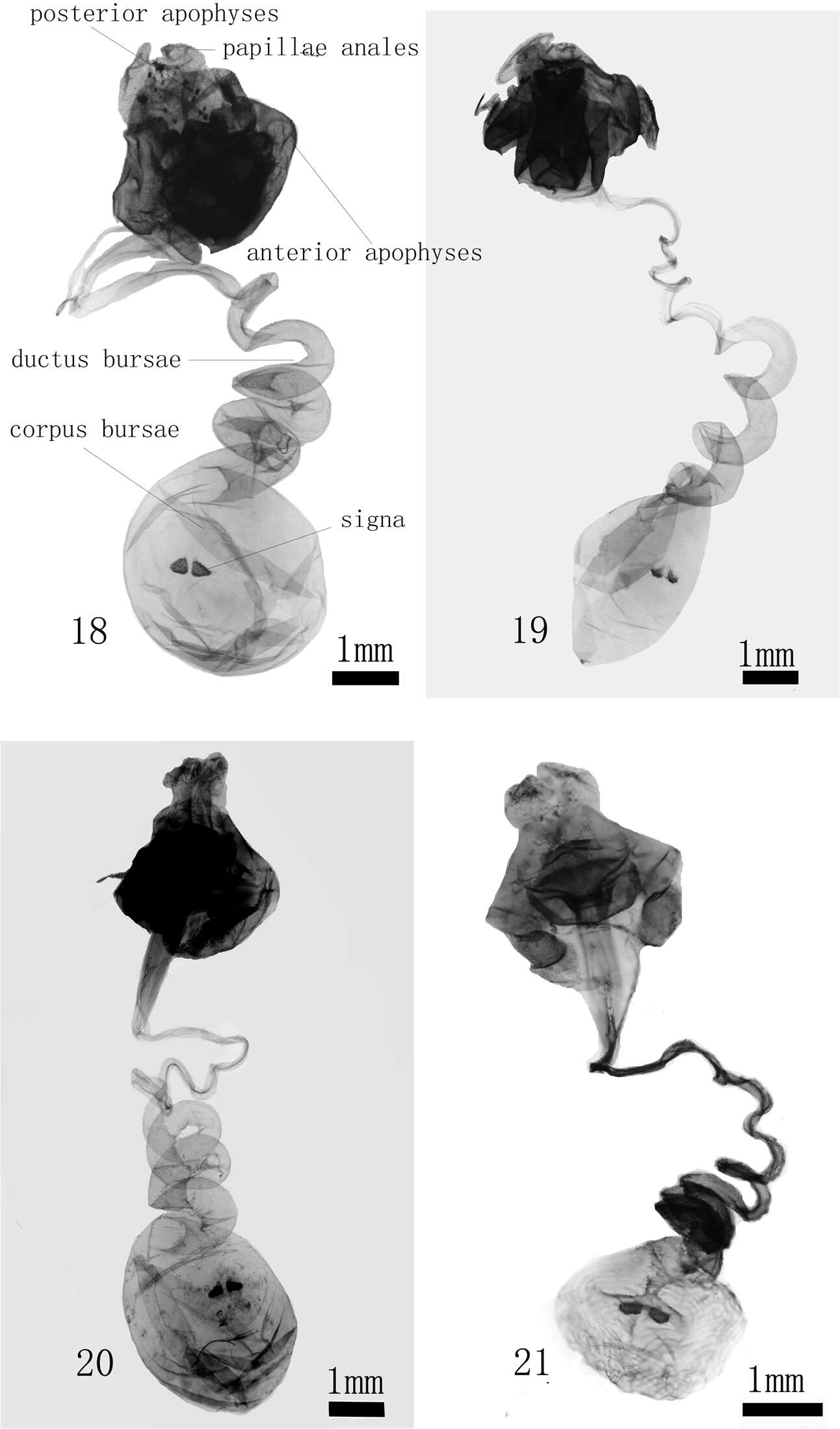 Image of Monema tanaognatha Wu & Pan