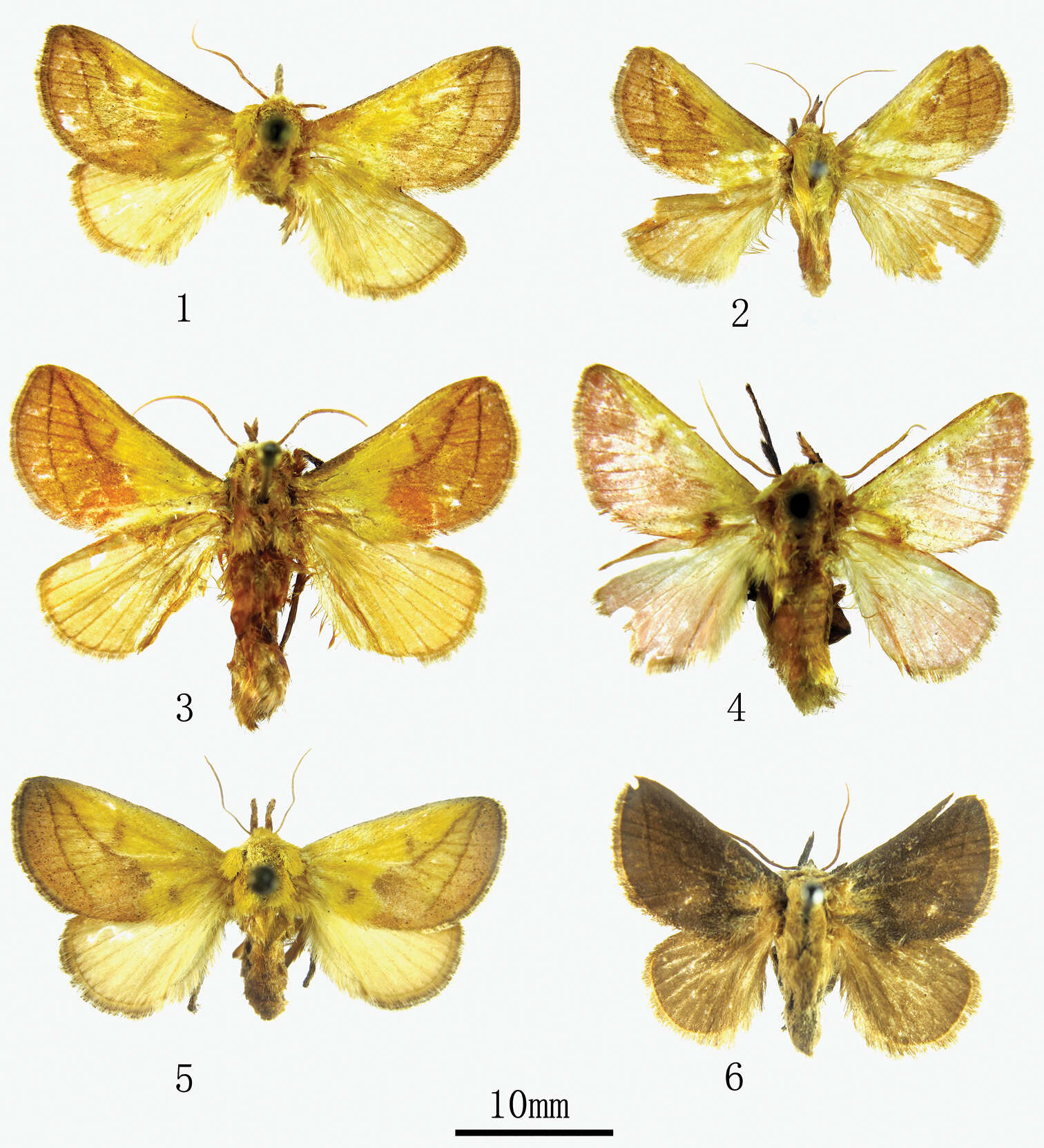 Image of Monema coralina Dudgeon 1895