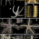 Imagem de Ophiothrix (Ophiothrix) angulata (Say 1825)