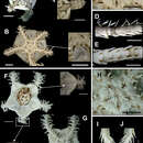 Imagem de Ophionereis dolabriformis John & A. M. Clark 1954