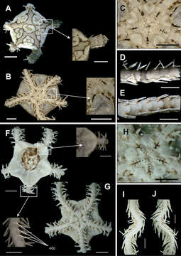 Image de Ophionereis dolabriformis John & A. M. Clark 1954