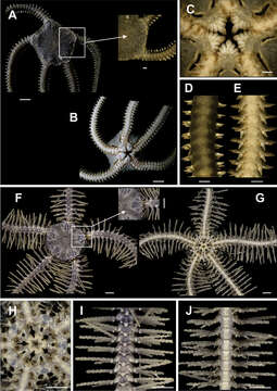 Image of Ophiacanthida O'Hara, Hugall, Thuy, Stöhr & Martynov 2017