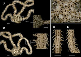 Image of Ophiopsiloidea Matsumoto 1915