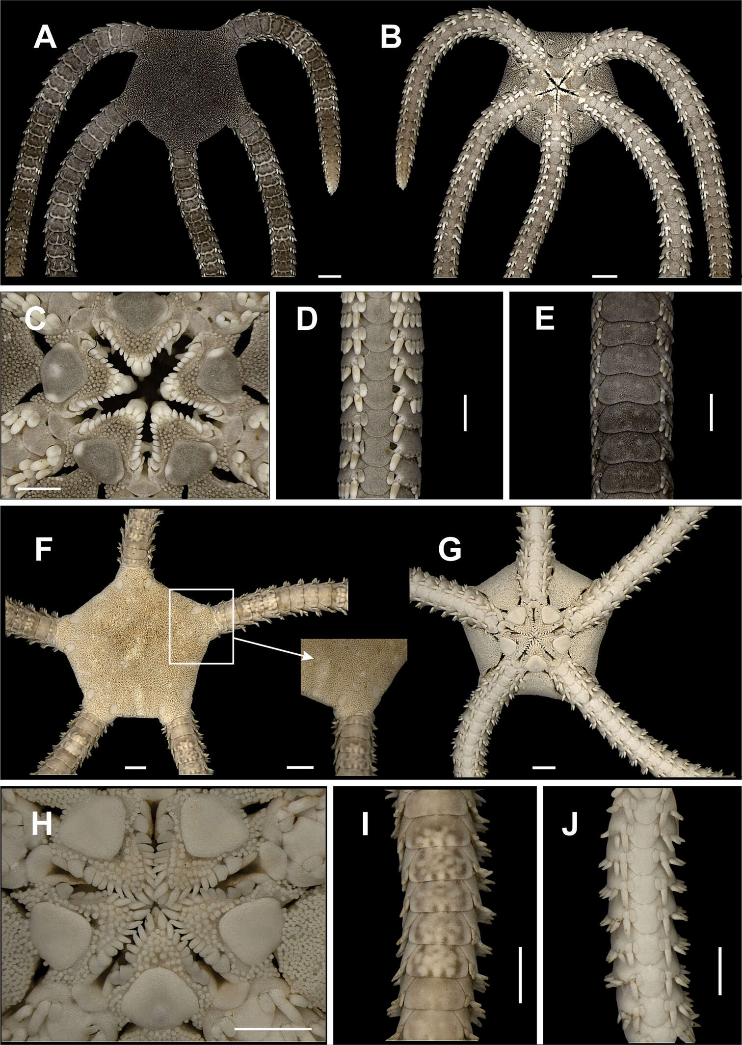 Image of ophiodermatid brittle stars