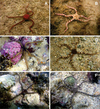 Image of ophiodermatid brittle stars