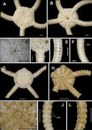 Image de Ophiolepidoidea Ljungman 1867