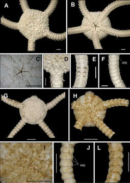 Imagem de Ophiolepidoidea Ljungman 1867