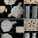 صورة Amphiodia planispina (v. Martens 1867)