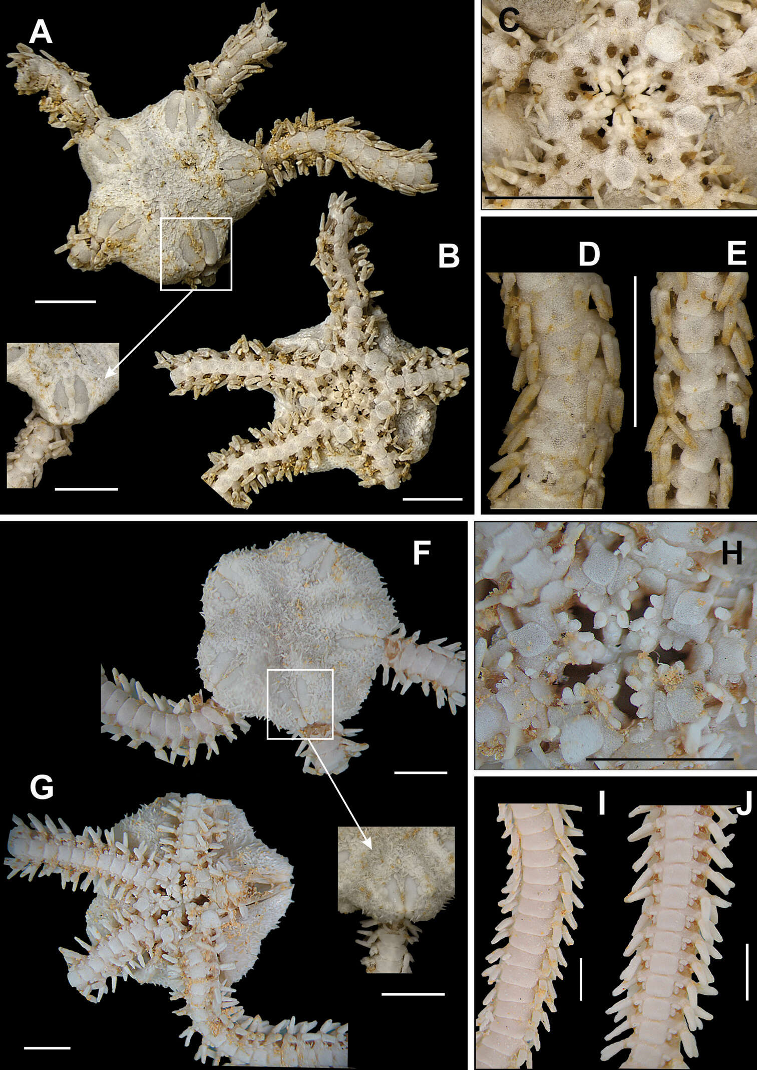 Imagem de Ophiocnida Lyman 1865