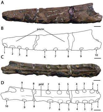 Слика од Camposipterus