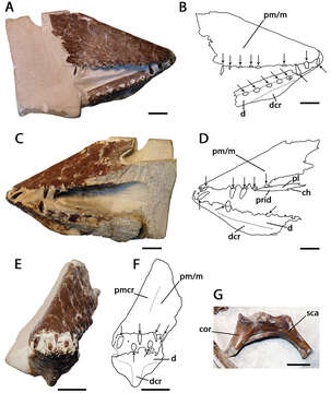 Image of Lonchodraco