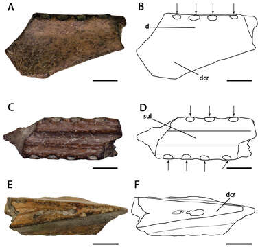 Слика од <i>Lonchodraco machaerorhynchus</i>