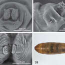 Image of <i>Centrophlebomyia anthropophaga</i> Robineau-Desvoidy 1830