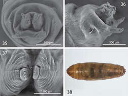 Sivun <i>Centrophlebomyia anthropophaga</i> Robineau-Desvoidy 1830 kuva