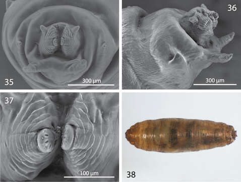 <i>Centrophlebomyia anthropophaga</i> Robineau-Desvoidy 1830的圖片