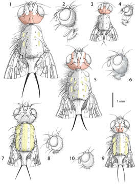 Sivun Centrophlebomyia furcata (Fabricius 1794) kuva